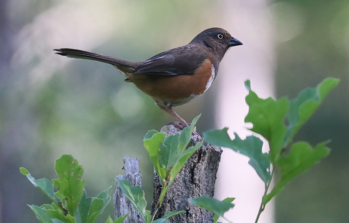 Eastern Towhee - Lloyd Davis