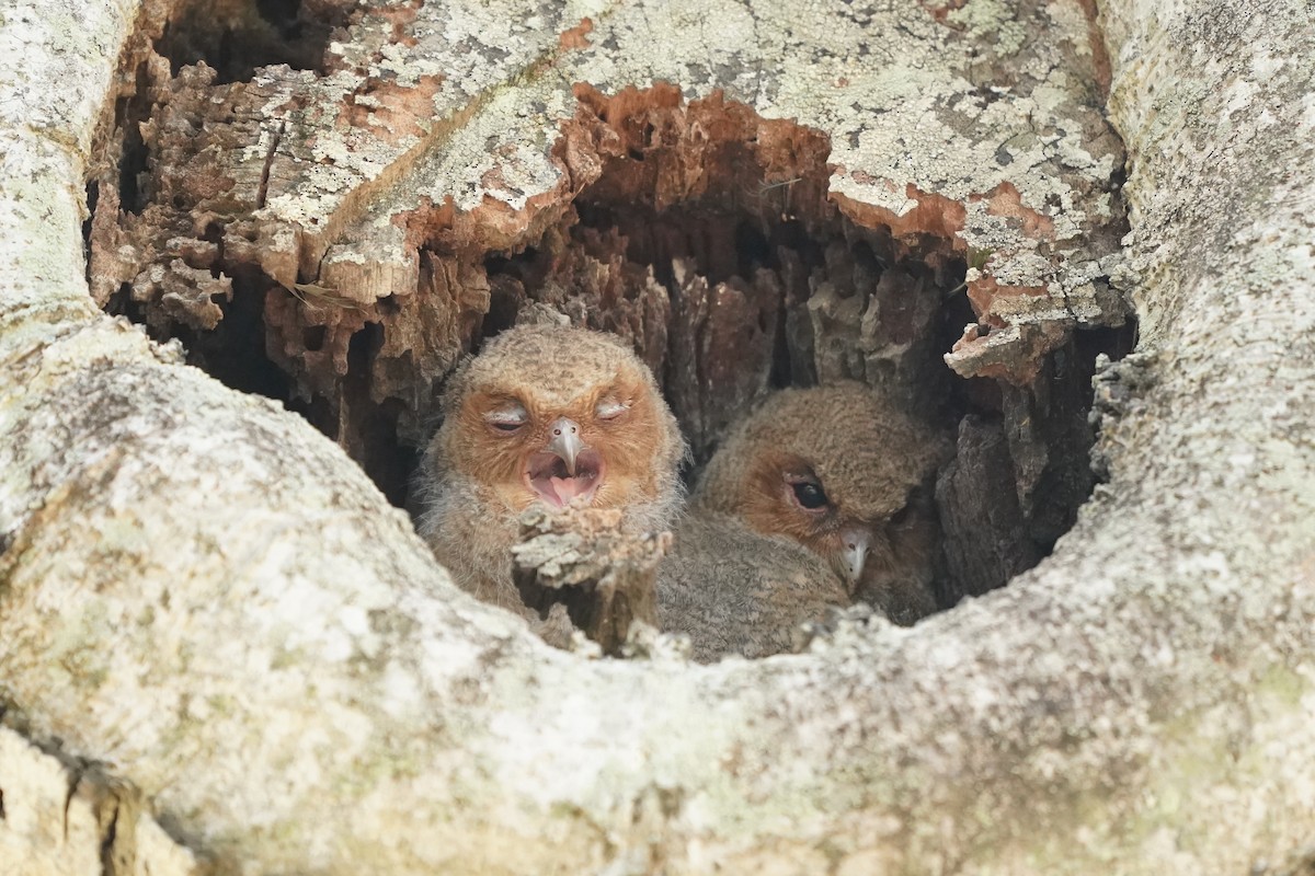 Sunda Scops-Owl - Keng Keok Neo