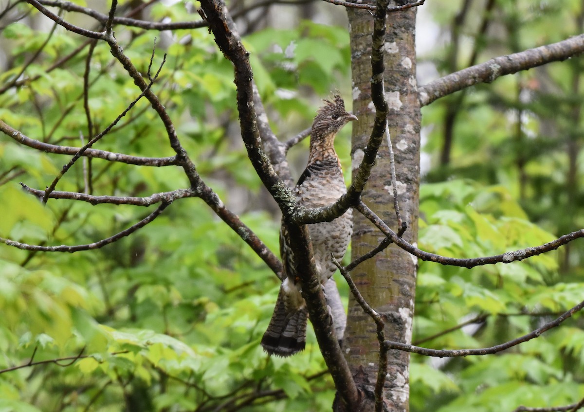 Ruffed Grouse - Garry Waldram