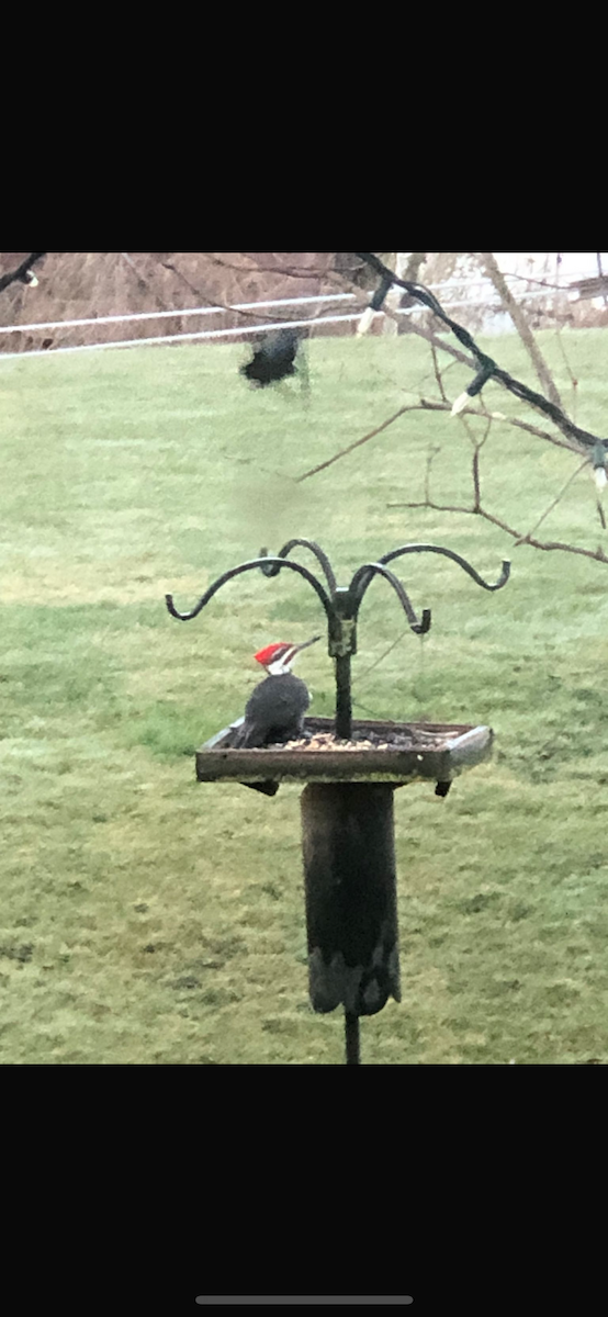 Pileated Woodpecker - ML619394649