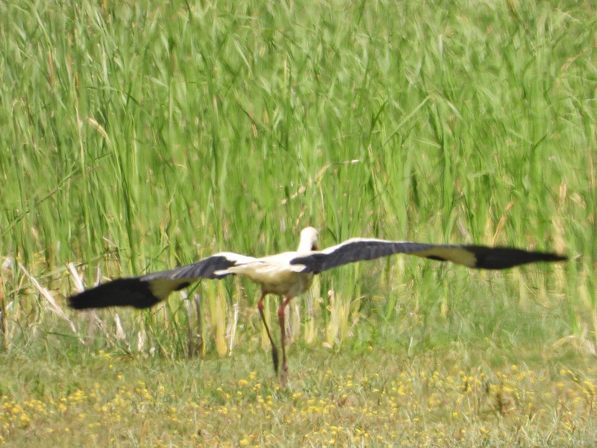 White Stork - Ivan V