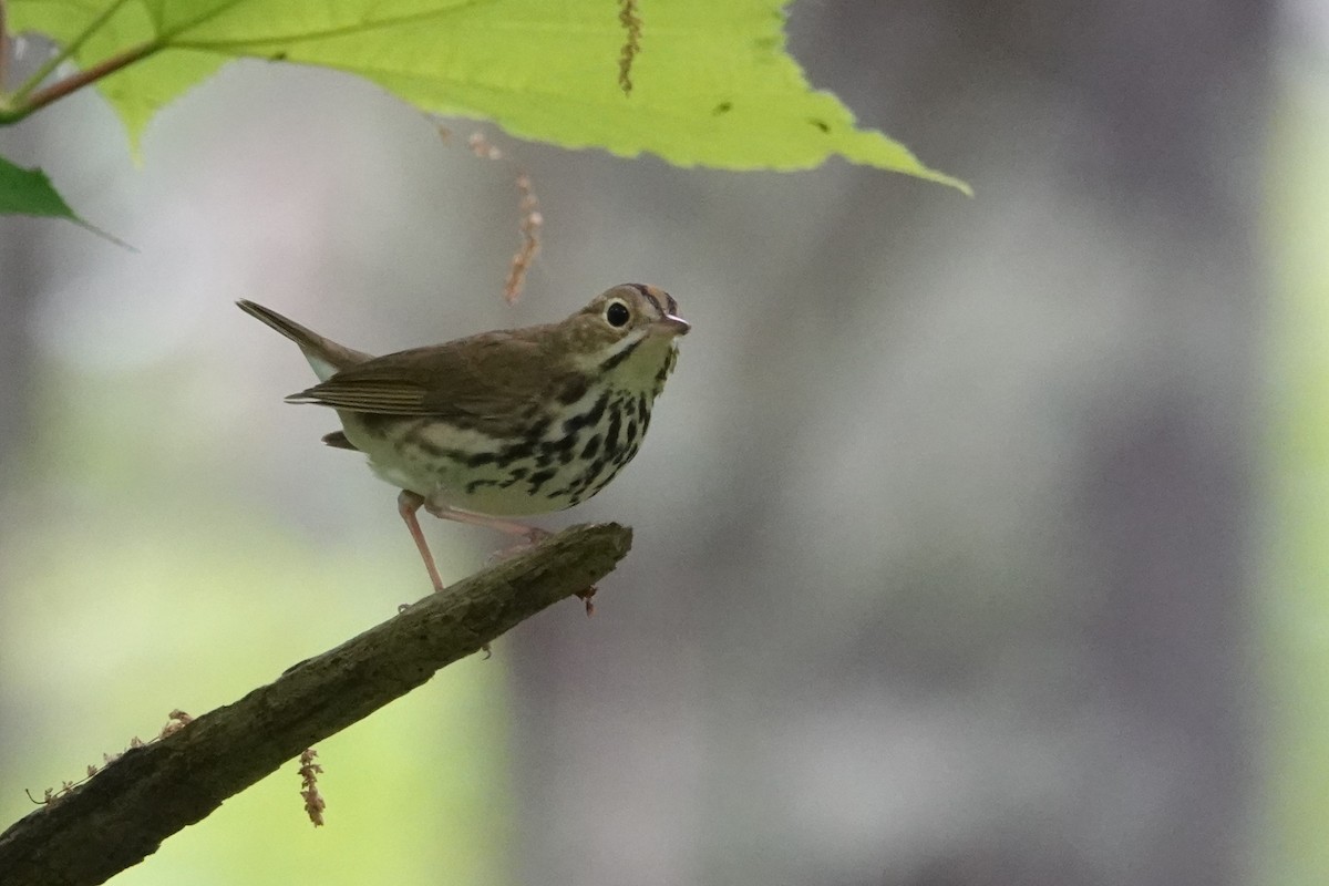 Ovenbird - George Wallace