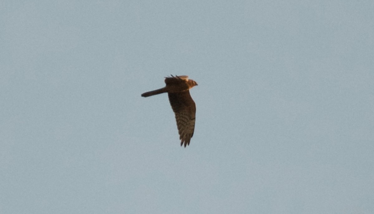 Montagu's Harrier - Edwin Voß