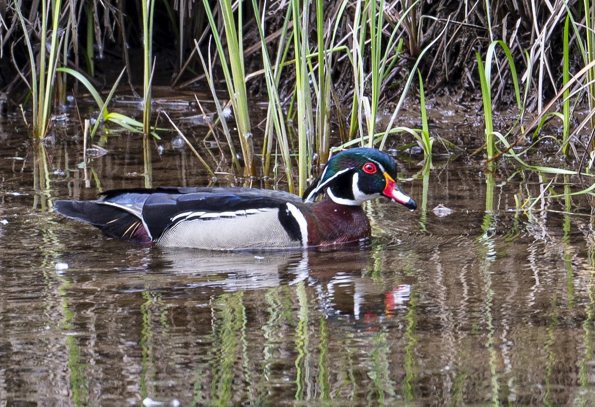 Wood Duck - Peter McNamee