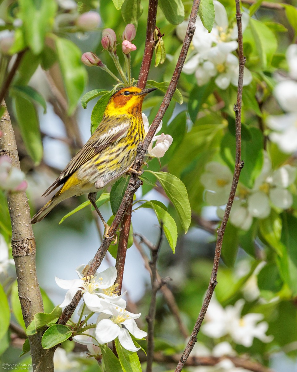 Cape May Warbler - Pierre Lemieux