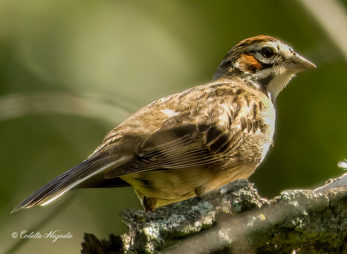 Lark Sparrow - Colette Vranicar