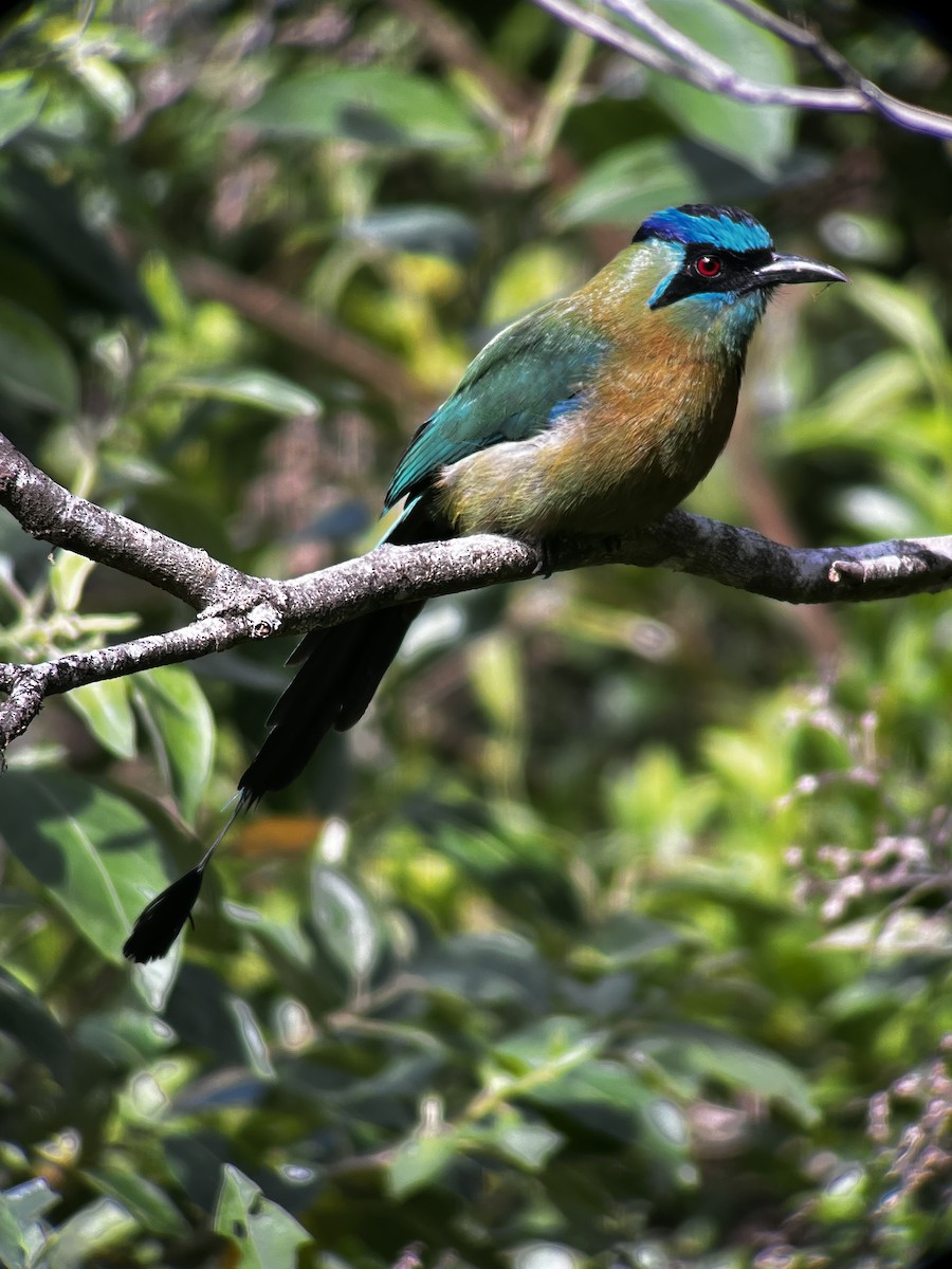 Lesson's Motmot - Jonathan Galownia