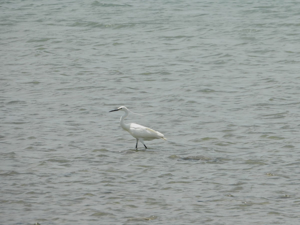 Little Egret - jason wu
