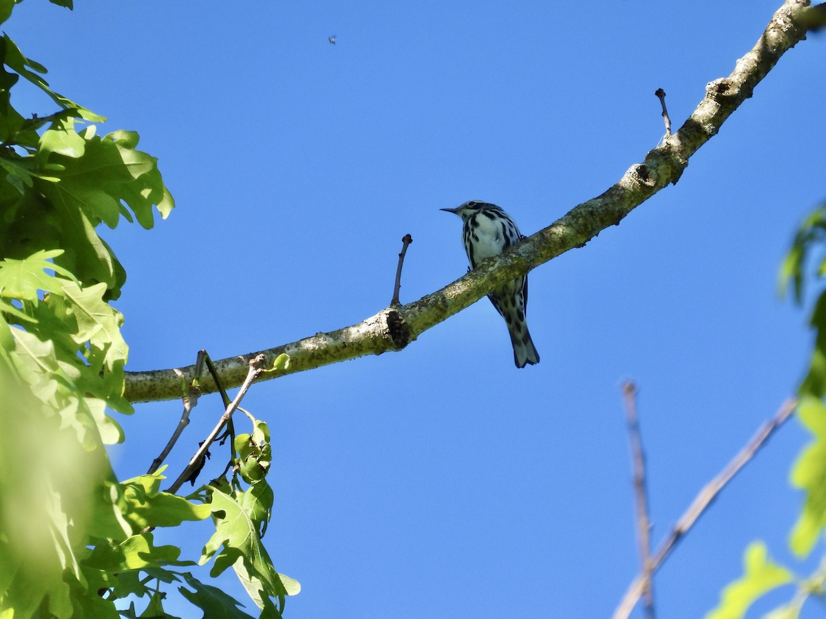 Black-and-white Warbler - Tracy Mosebey