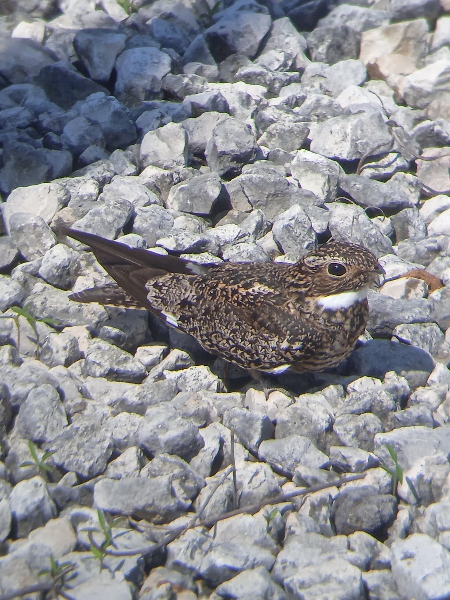 Antillean Nighthawk - Vladimir Cañizares