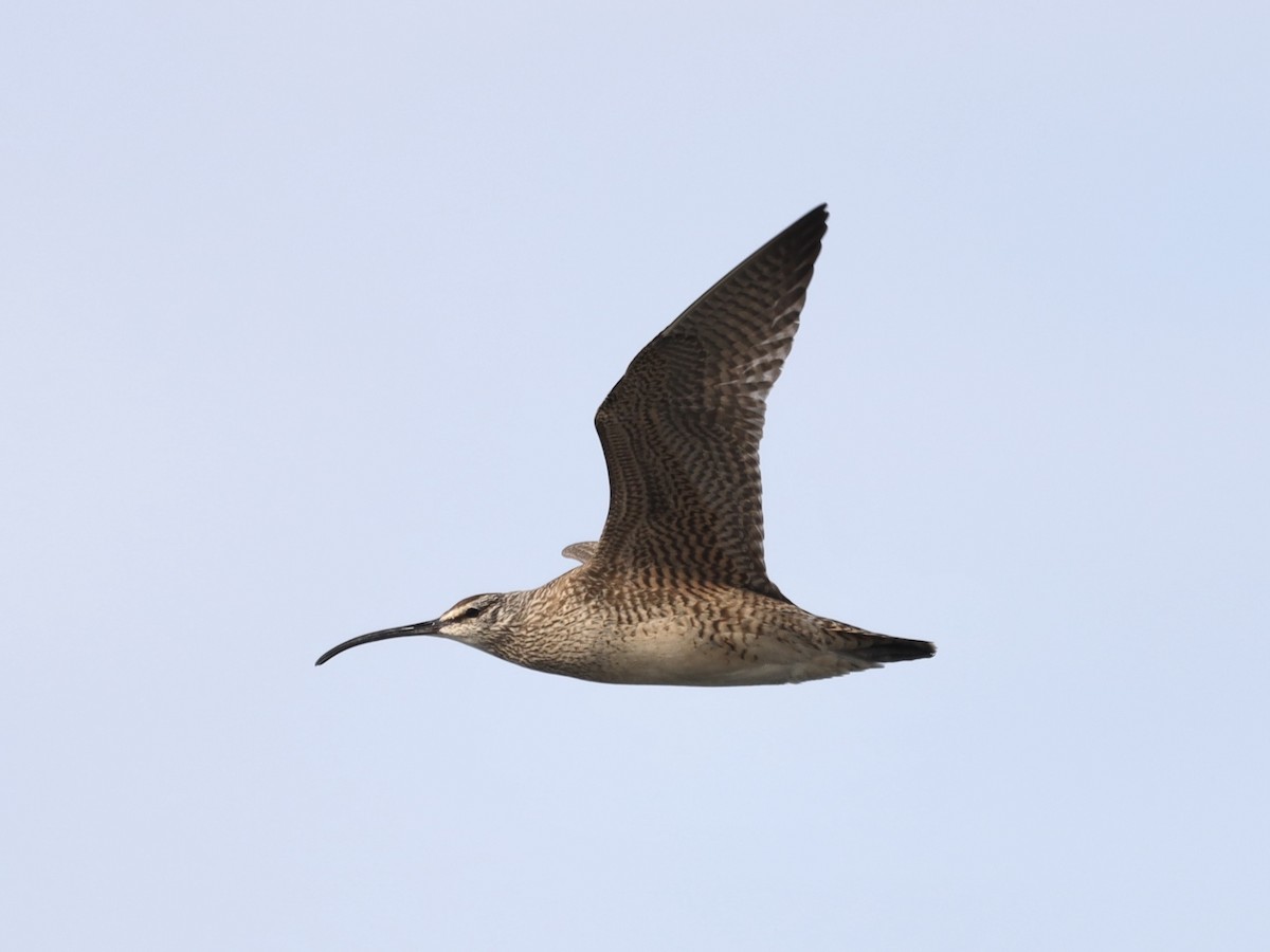 Whimbrel - Mike McInnis