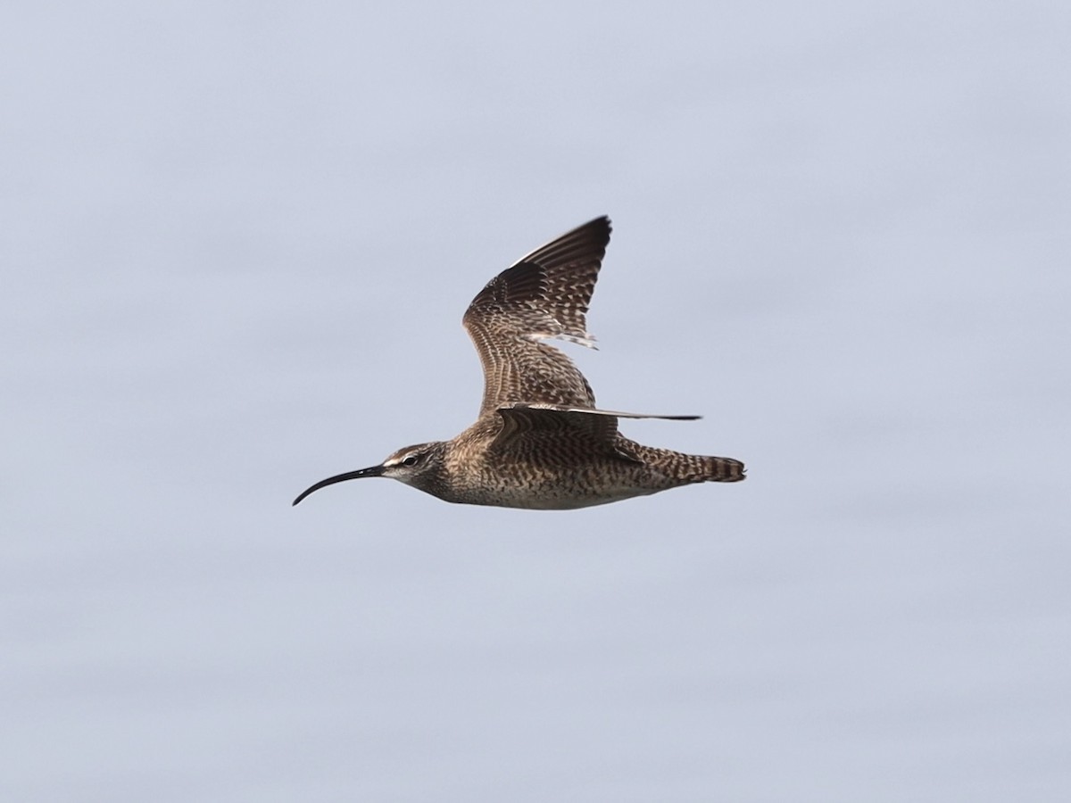 Whimbrel - Mike McInnis