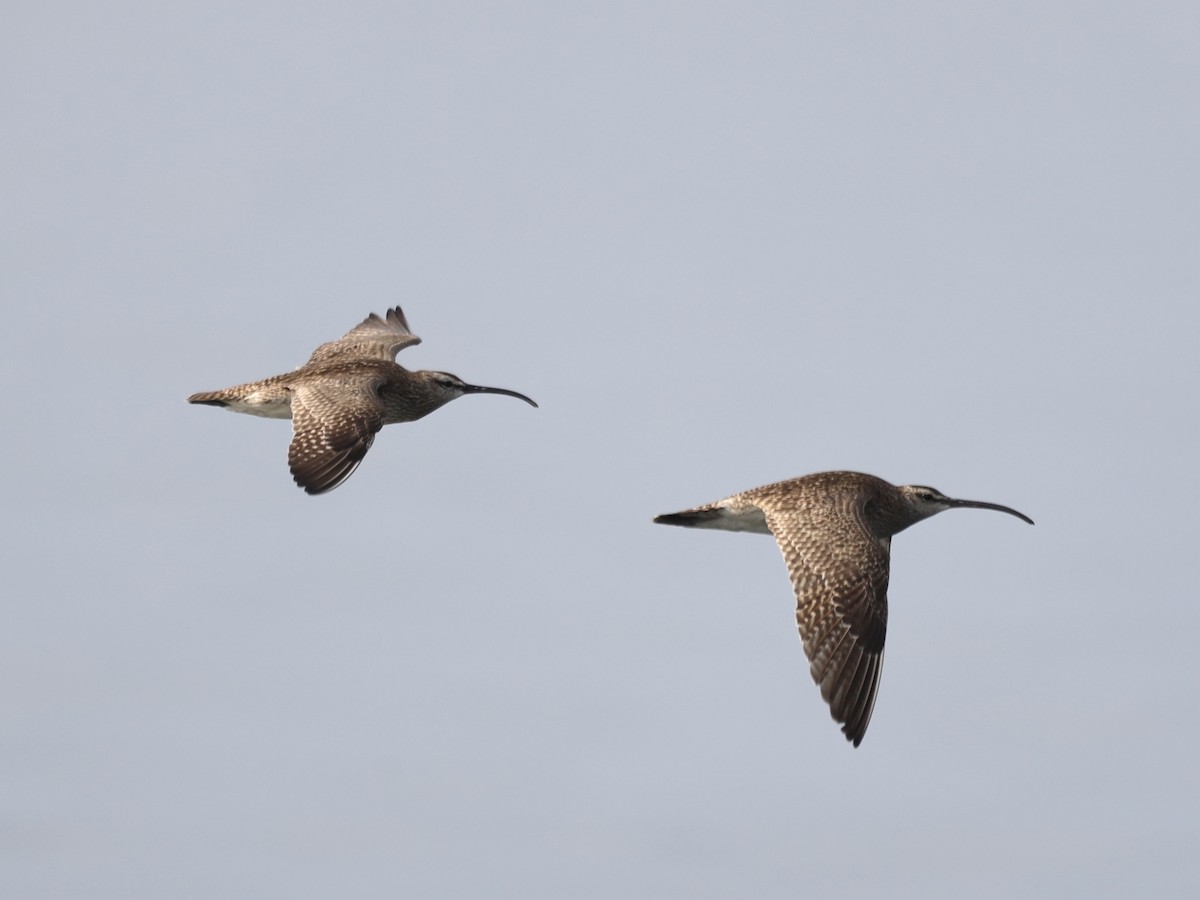Whimbrel - Mike McInnis