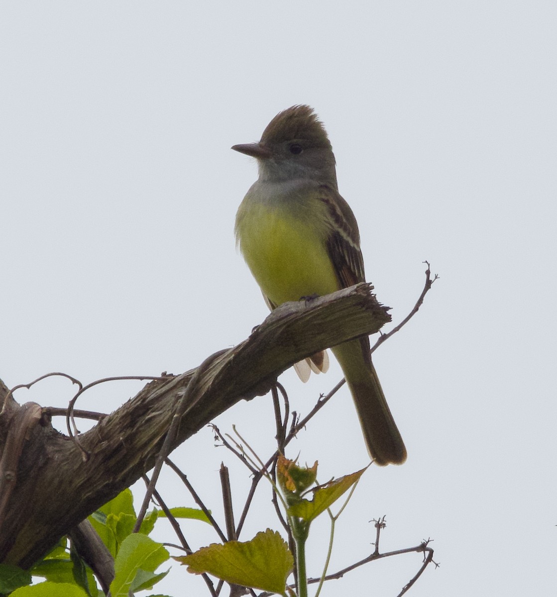 Great Crested Flycatcher - ML619394762