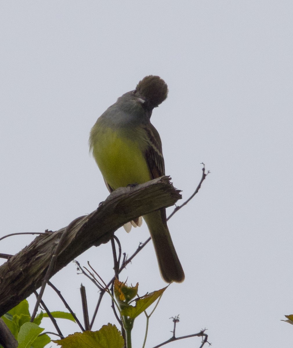 Great Crested Flycatcher - ML619394763