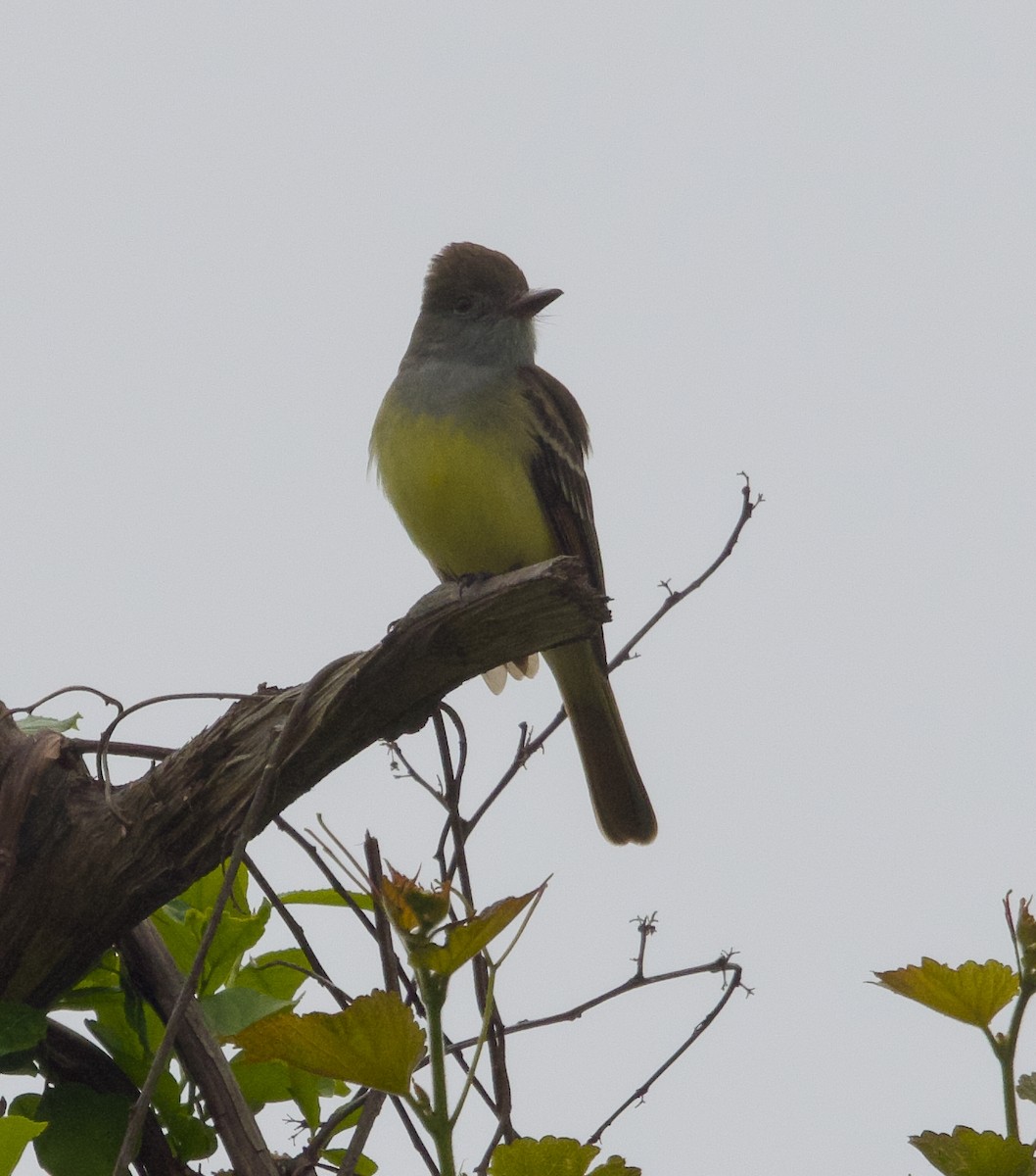 Great Crested Flycatcher - ML619394764