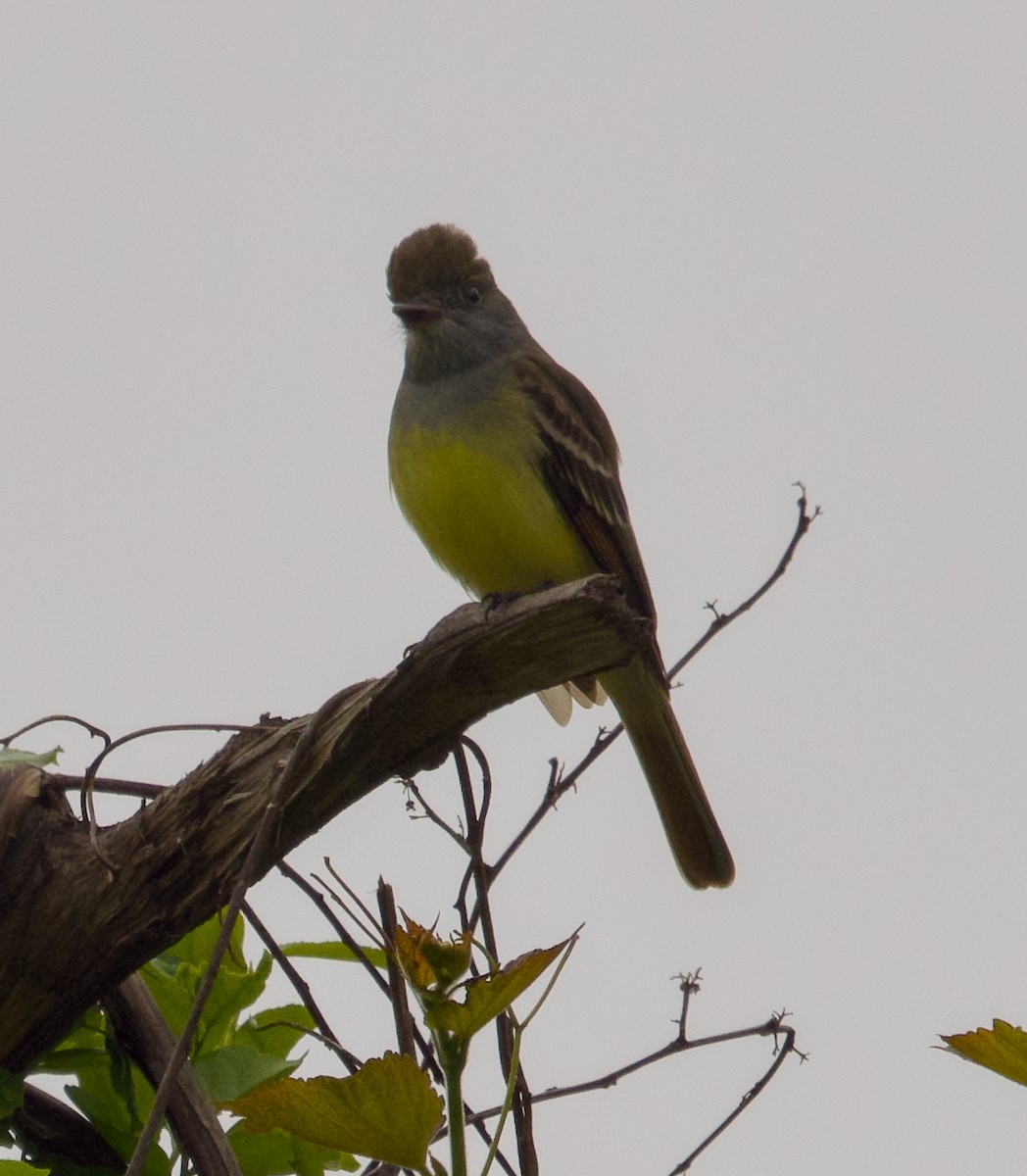 Great Crested Flycatcher - ML619394766