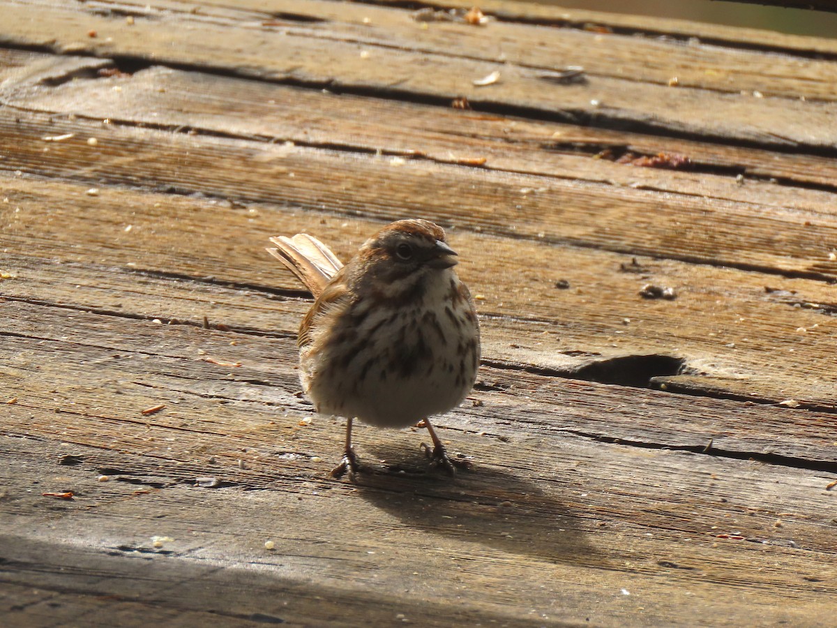 Song Sparrow - Bob Hargis