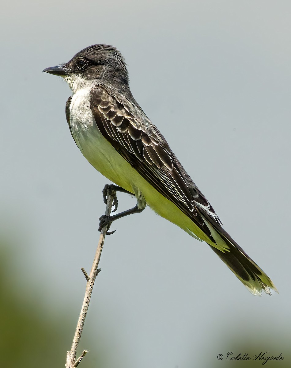 Eastern Kingbird - Colette Vranicar