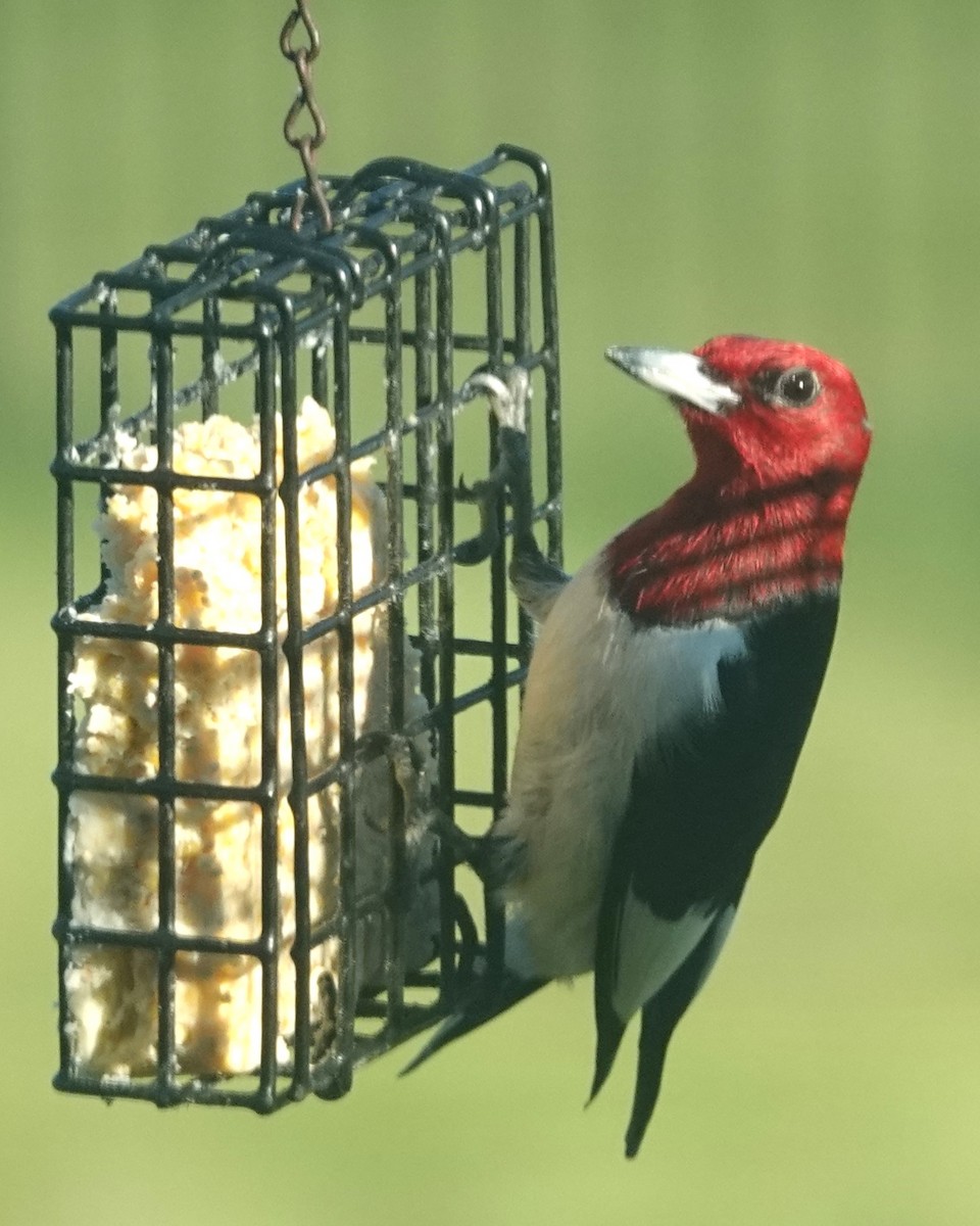 Red-headed Woodpecker - Dick Plambeck