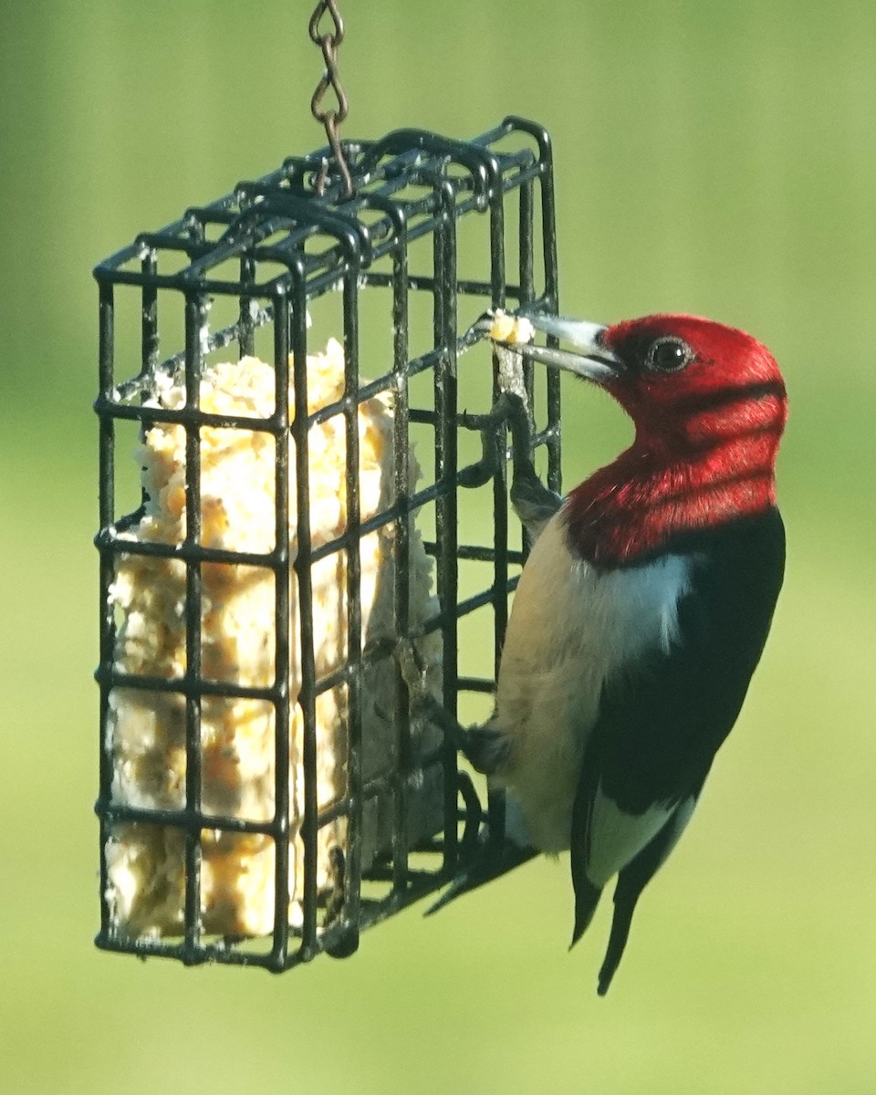 Red-headed Woodpecker - Dick Plambeck