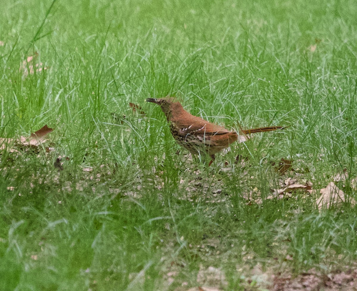 Brown Thrasher - ML619394796