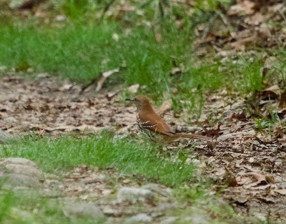 Brown Thrasher - Alan Desbonnet