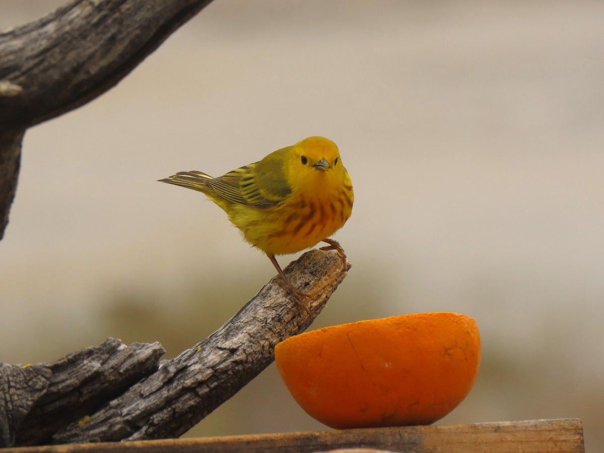 Yellow Warbler - Bob Hargis