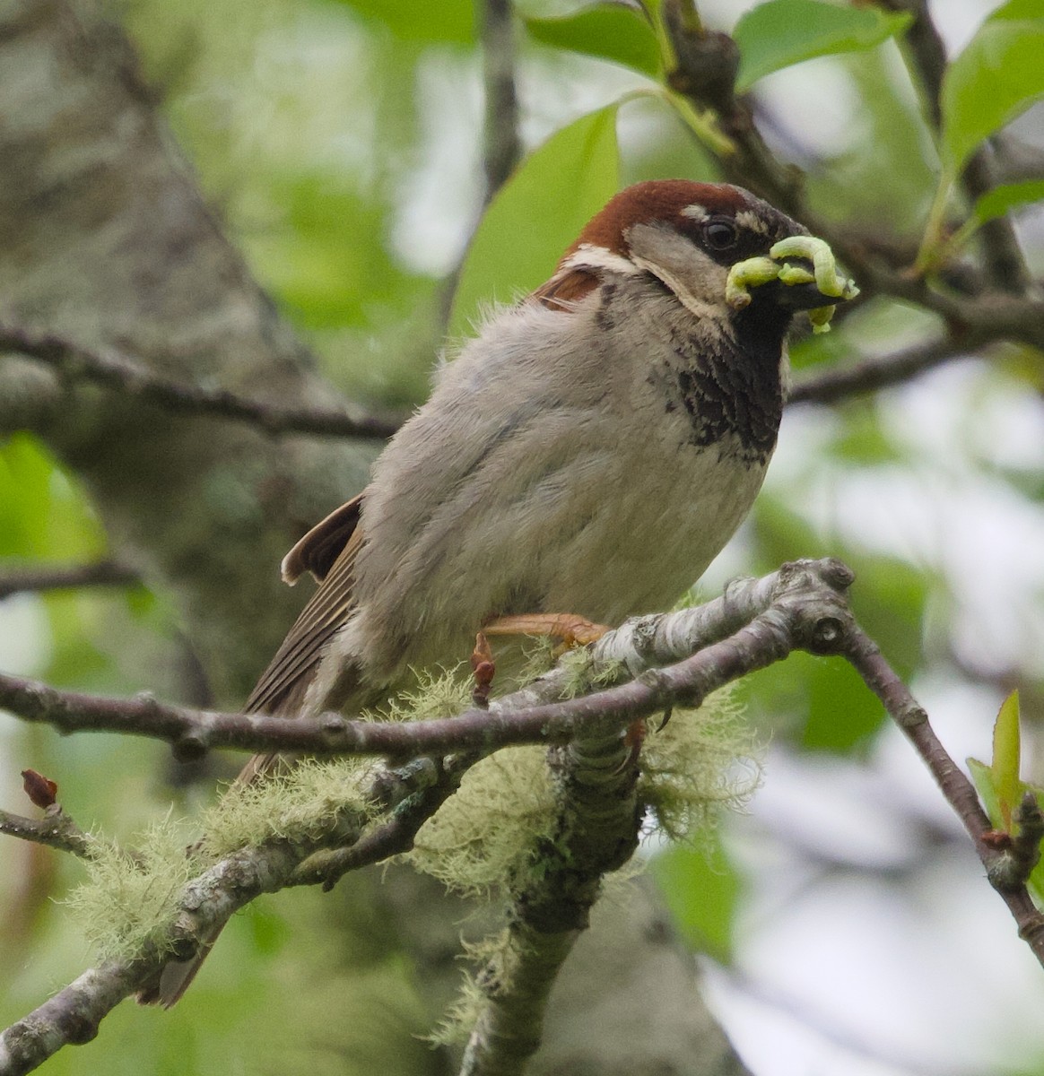 Moineau domestique - ML619394803