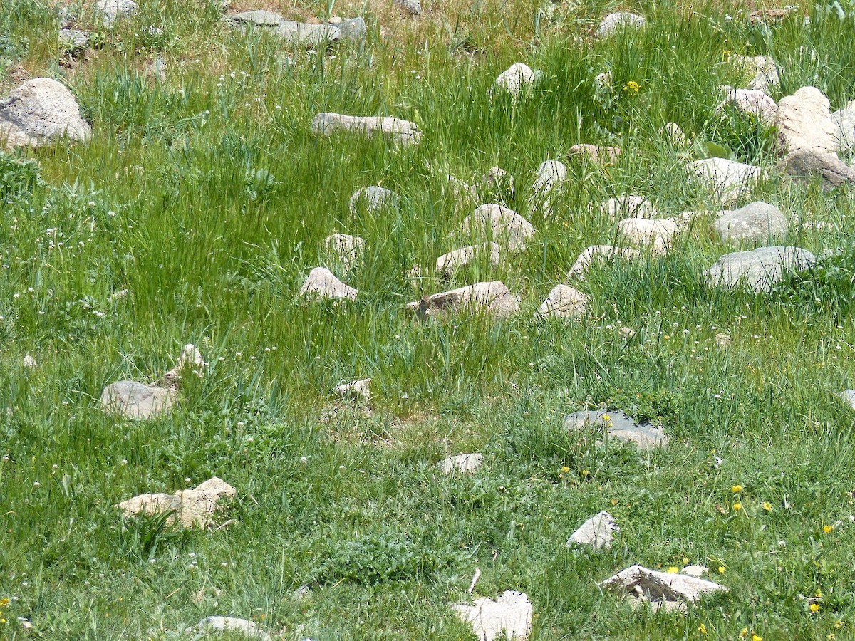 Wood Lark - Jorge López Álvarez