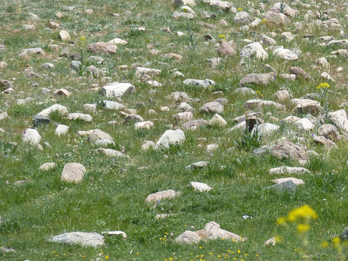 Wood Lark - Jorge López Álvarez