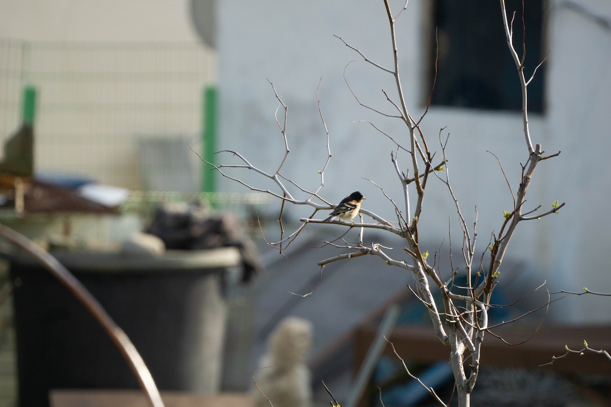 Amur Stonechat - Minjun Kim