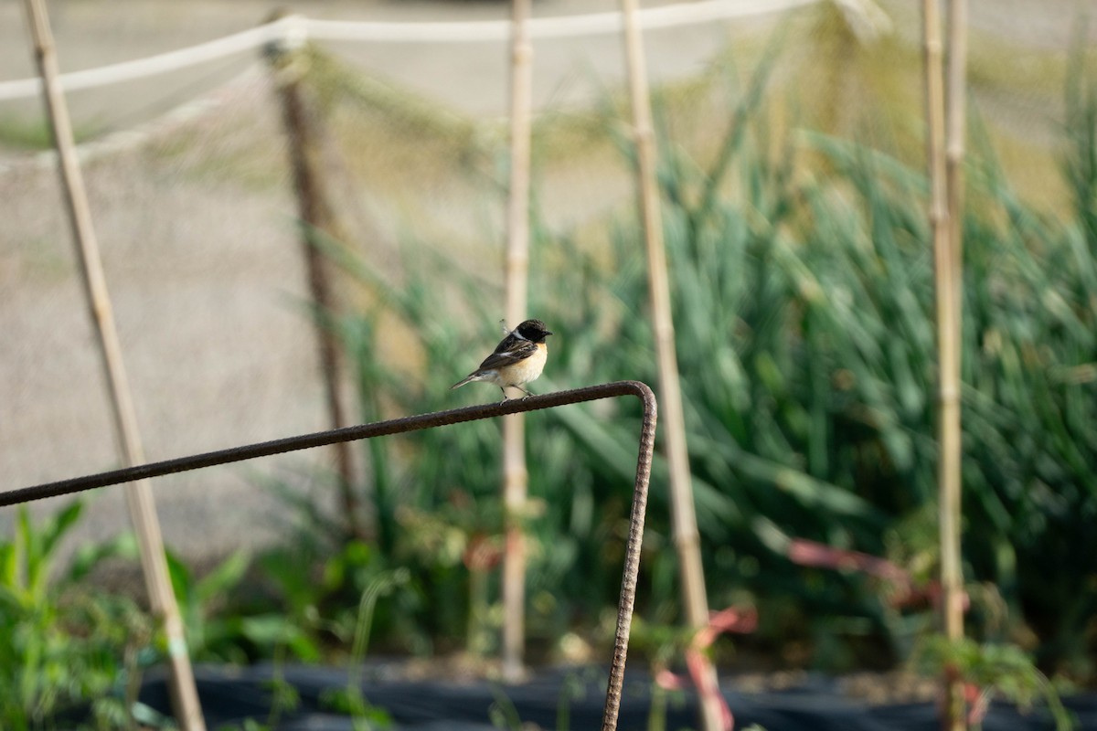 Amur Stonechat - Minjun Kim