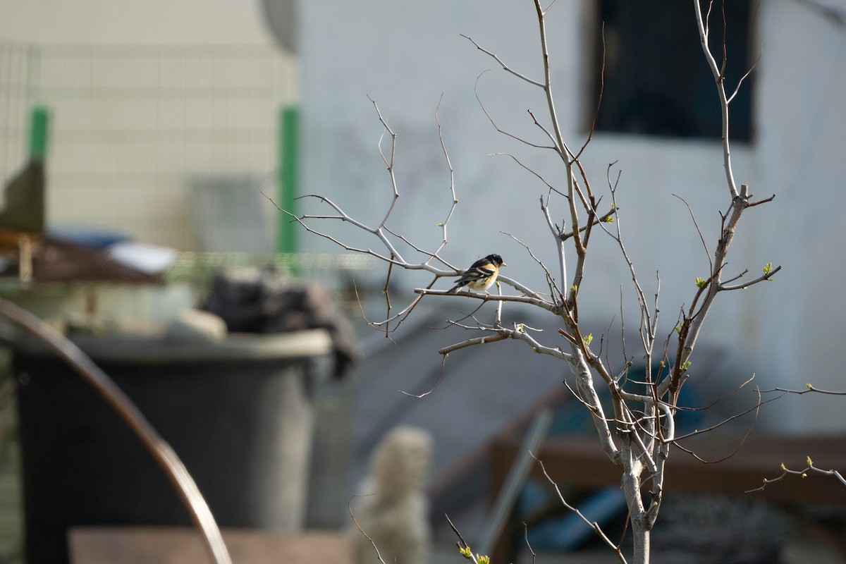 Amur Stonechat - Minjun Kim