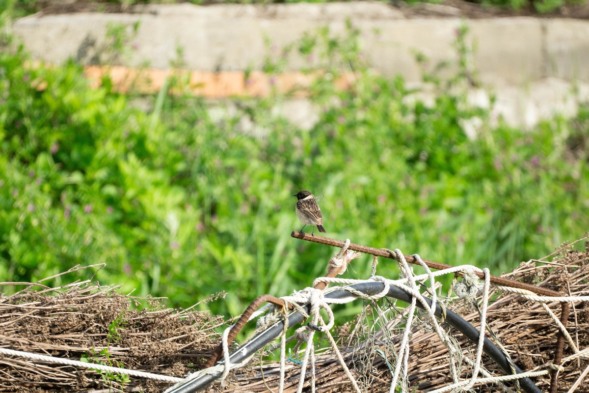 Amur Stonechat - Minjun Kim