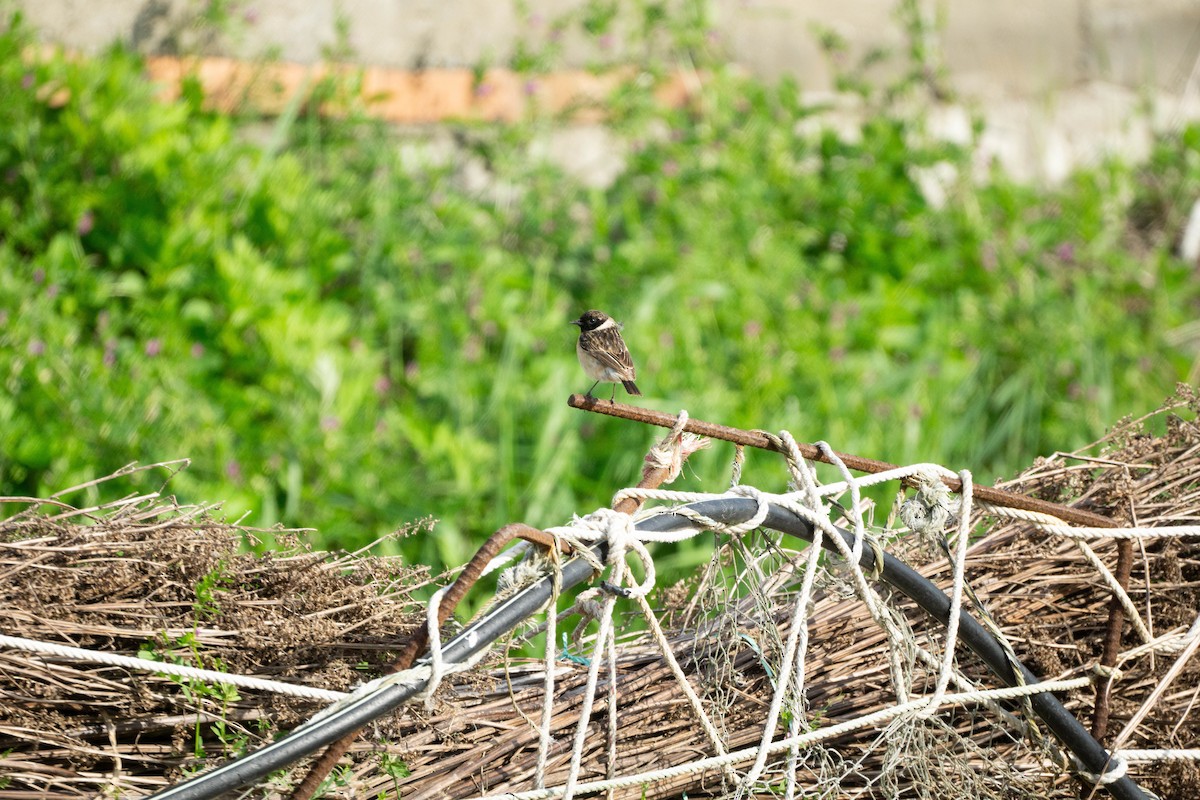 Amur Stonechat - Minjun Kim