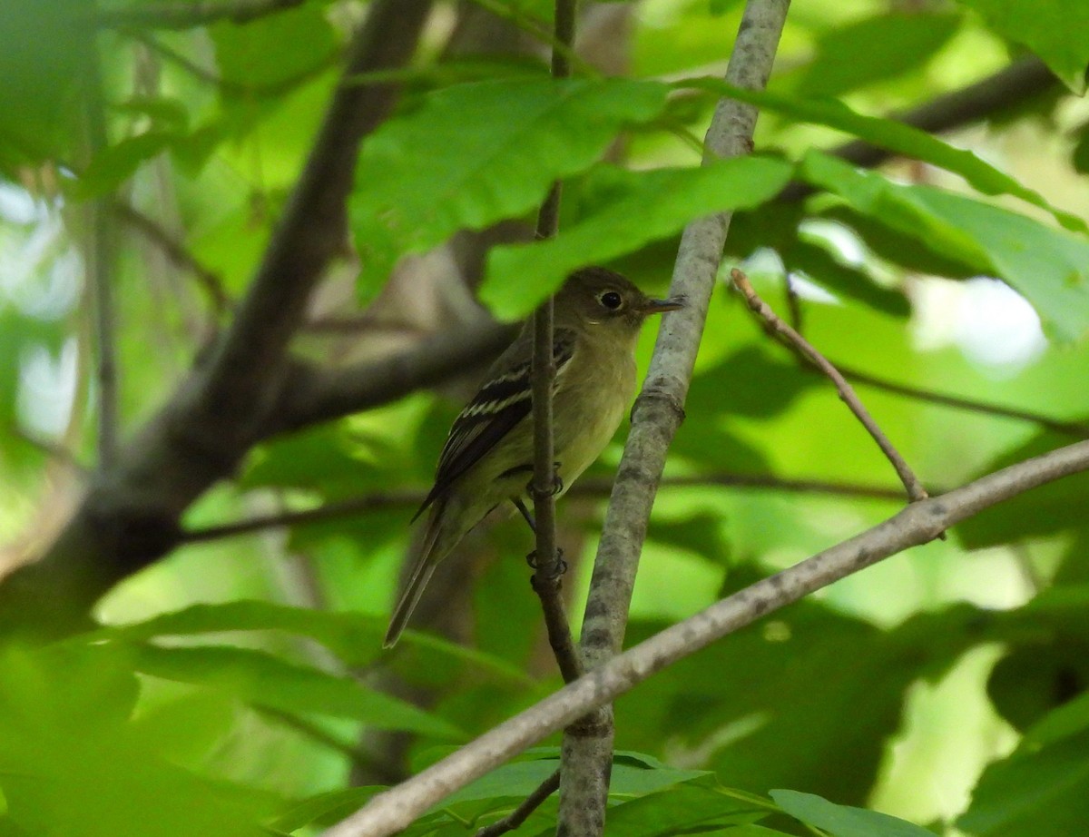 Yellow-bellied Flycatcher - ML619394825