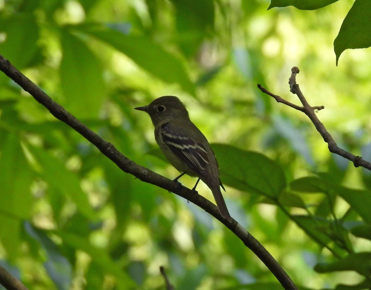 Yellow-bellied Flycatcher - ML619394826