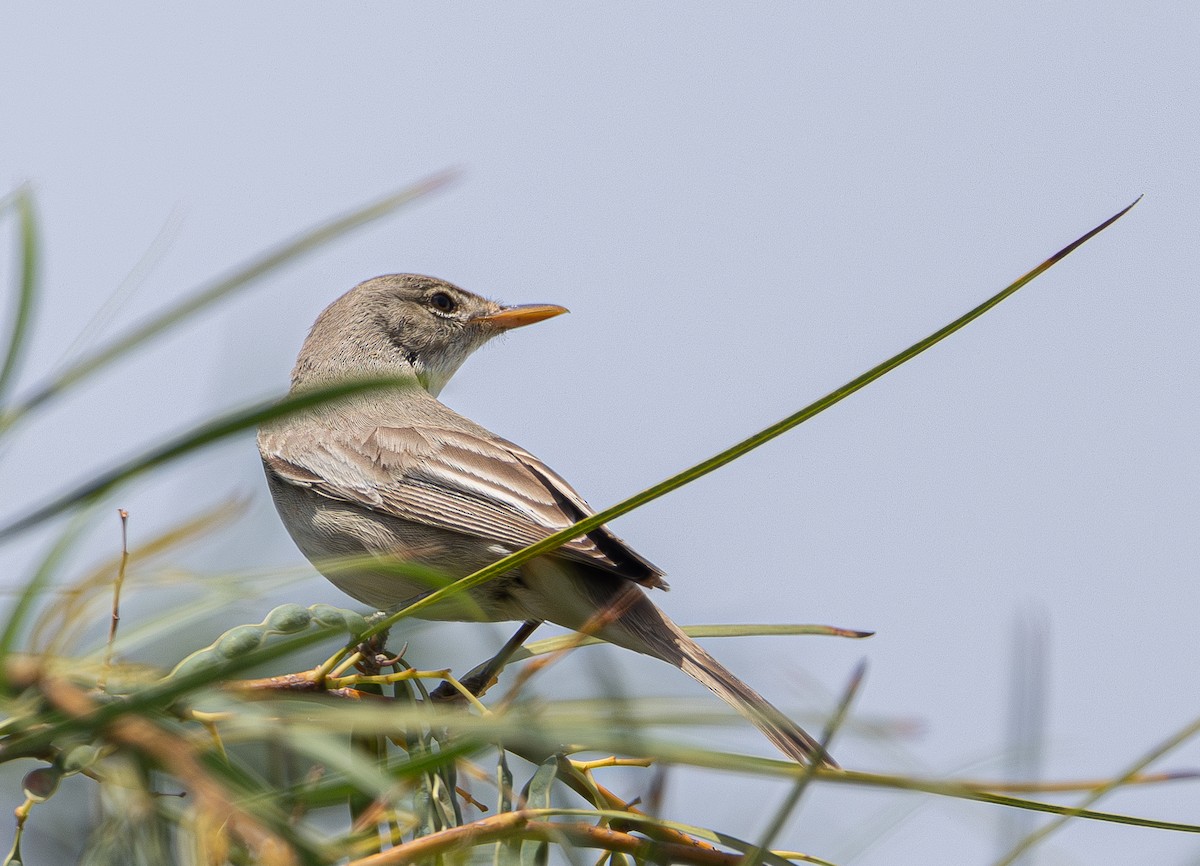 Olive-tree Warbler - ML619394838