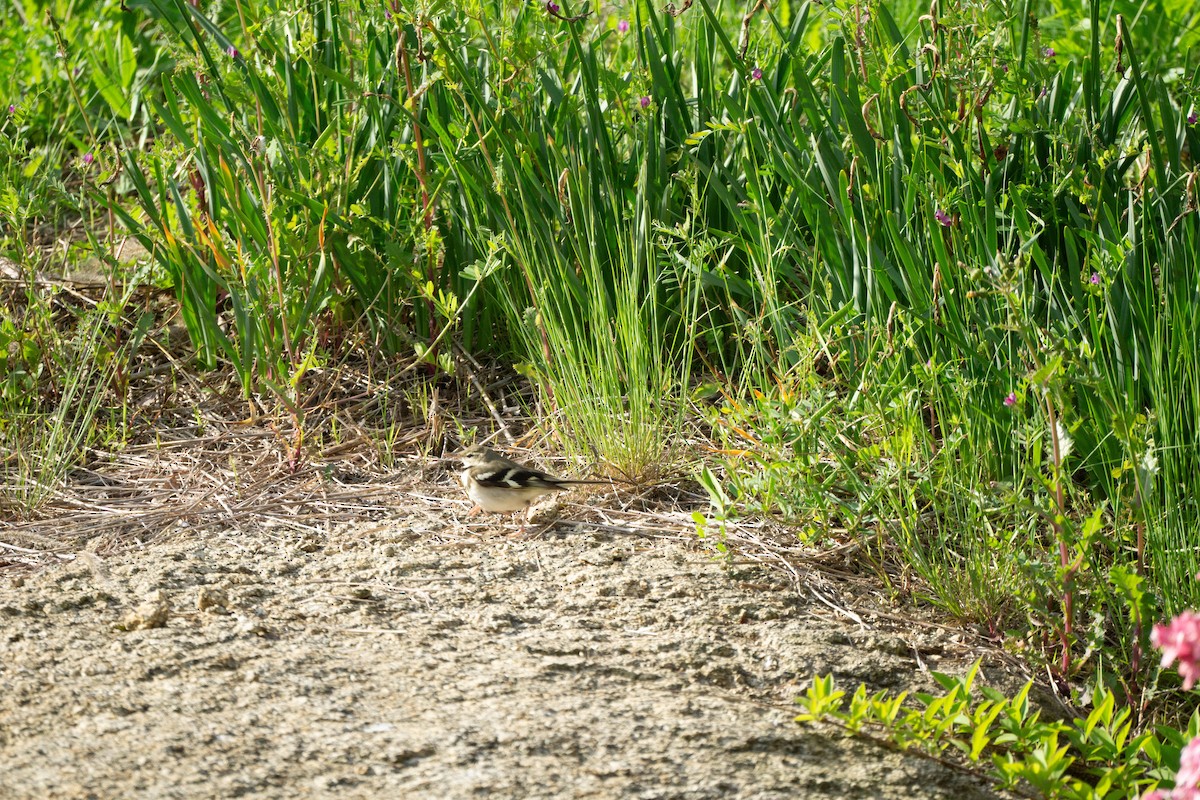 Forest Wagtail - ML619394842