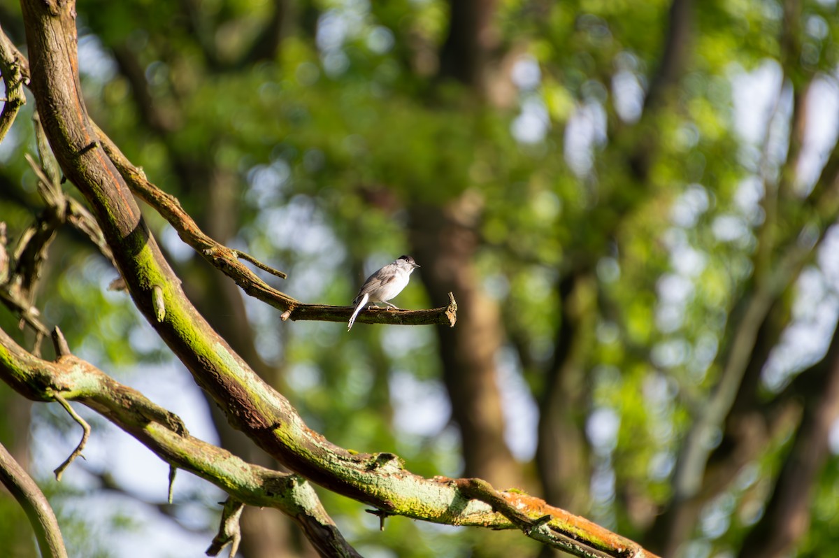 Eurasian Blackcap - Seb Lem