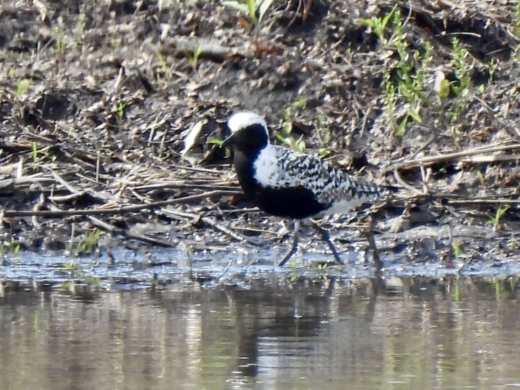 Black-bellied Plover - Susan Lamberts