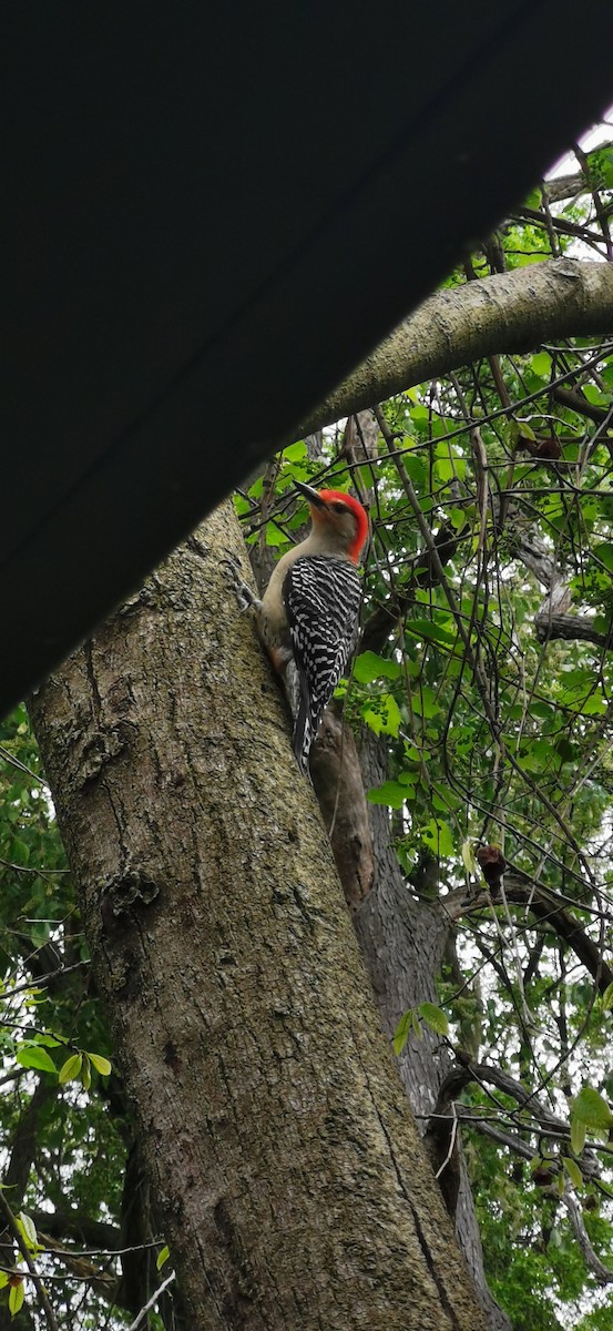 Red-bellied Woodpecker - Alexander Dumouchelle