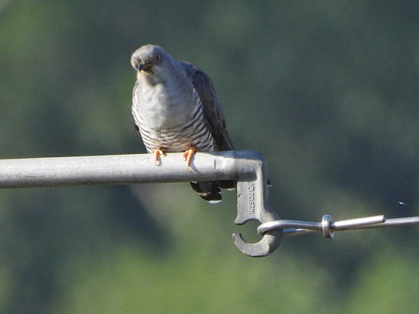 Common Cuckoo - Ivan V