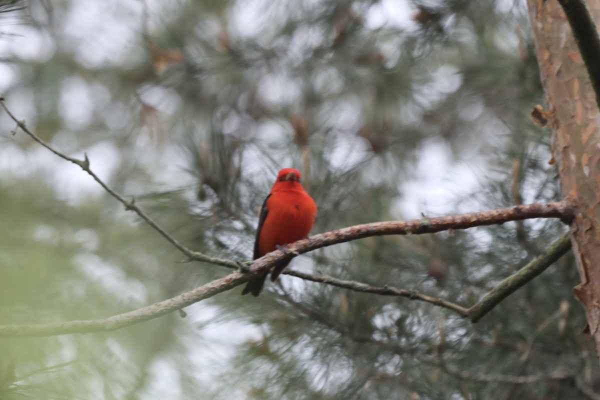 Scarlet Tanager - Rosemary Clapham