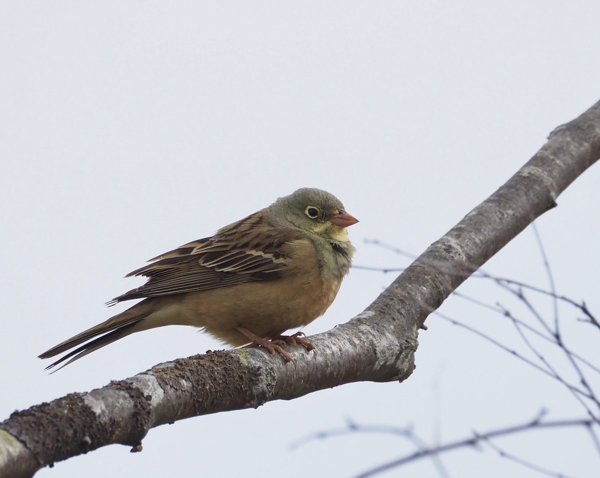 Ortolan Bunting - Susan Blackford