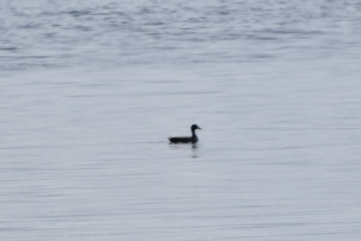 Mallard/American Black Duck - Liam Gilroy