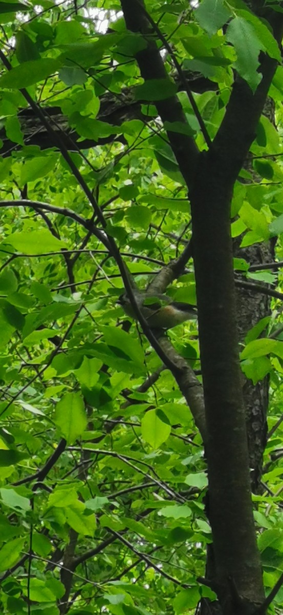 Tufted Titmouse - Alexander Dumouchelle