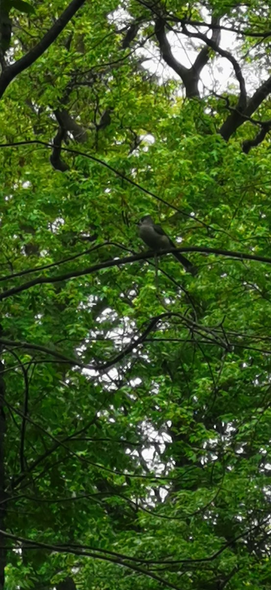 Tufted Titmouse - Alexander Dumouchelle