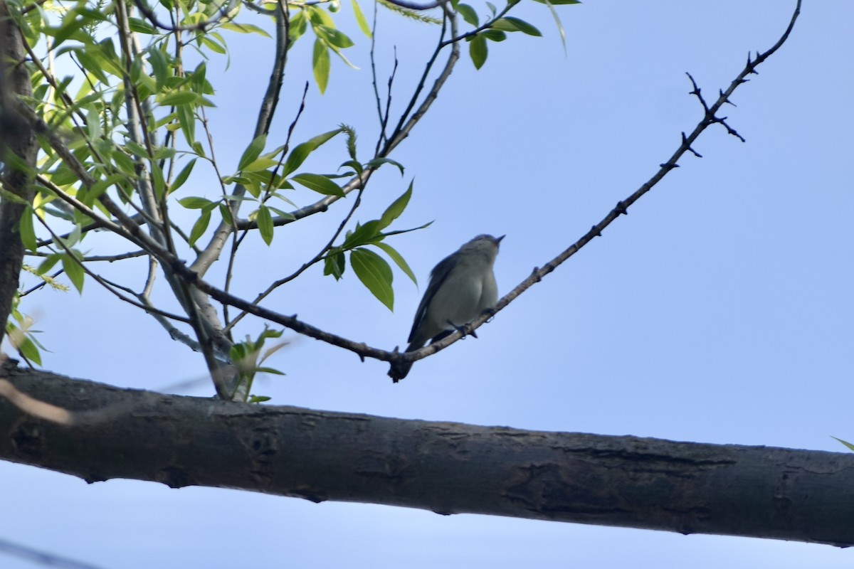 Warbling Vireo - Liam Gilroy